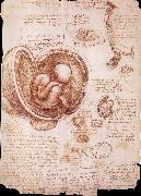 LEONARDO da Vinci The embryo in the Uterus USA oil painting artist
